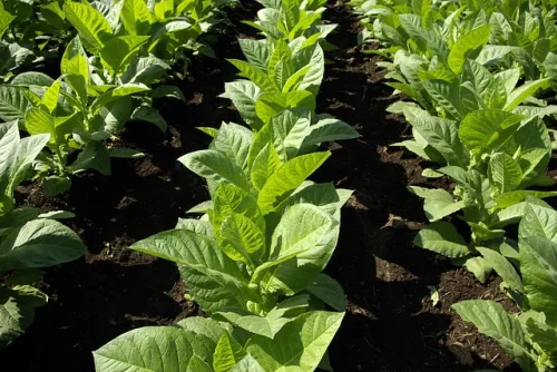 A field of future cigars